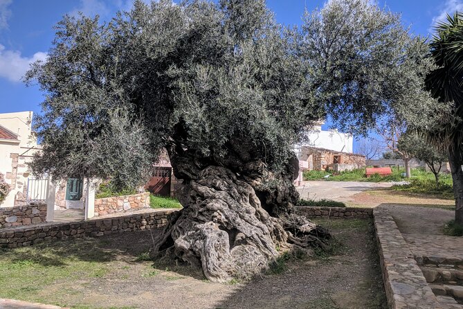 Afternoon Tour: Soap, Olive Oil & Wine Stories of Peza Village - Quick Hits Before You Go