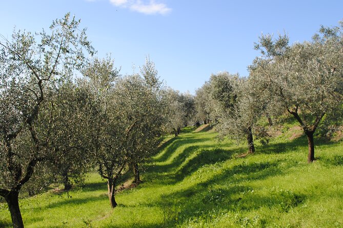Afternoon Tour: Soap, Olive Oil & Wine Stories of Peza Village - Stop 2: Family Olive Mill and Olive Oil Tasting