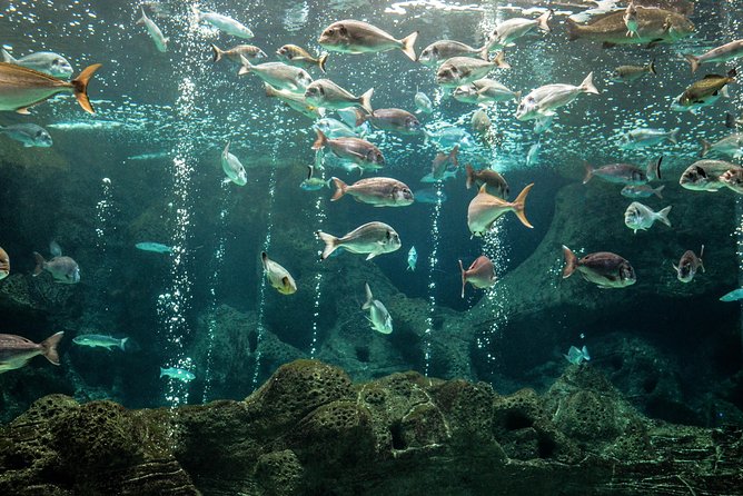 CRETAquarium Entrance Ticket in Crete - Your Walk Through the Main Stop (CRETAquarium)