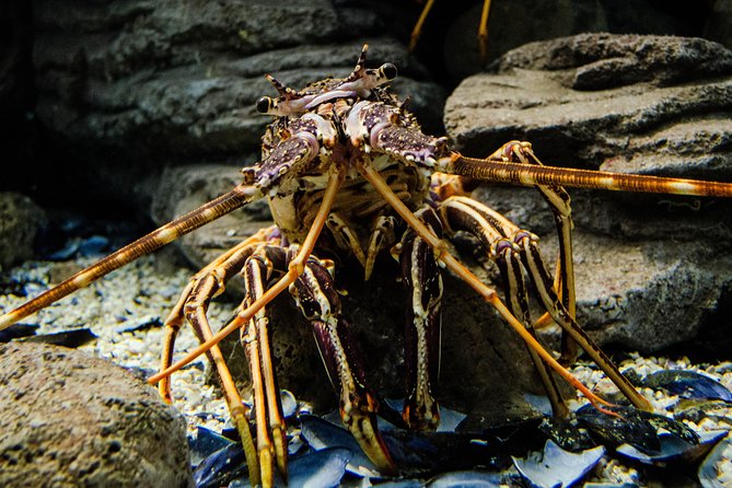 CRETAquarium Entrance Ticket in Crete - Practical Logistics: What’s Included and What Isn’t