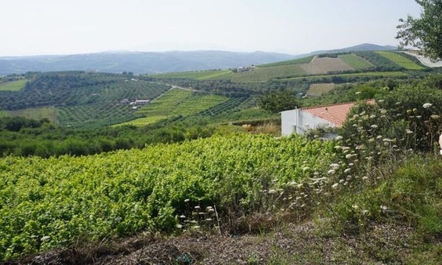 Crete: Full-Day Cretan Wines, Olive Oil, Raki and Food Tour - Tavern lunch: where the day becomes a meal, not a schedule