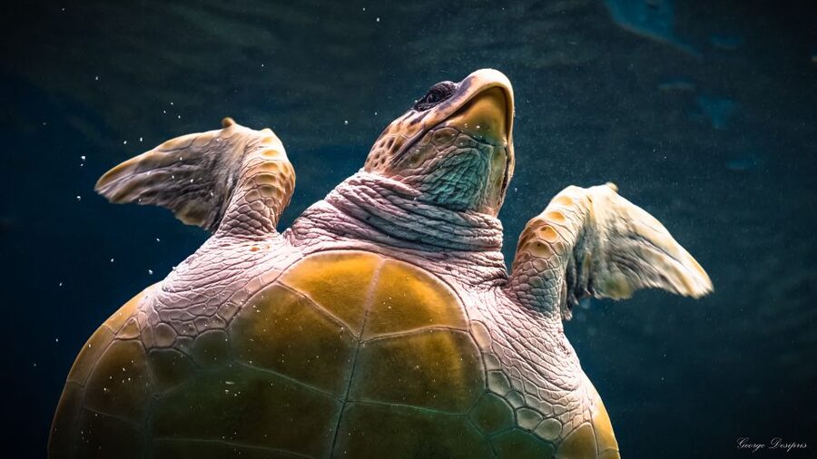 Crete: Heraklion Center, Local Market and Creta Aquarium - Practical tips before you go