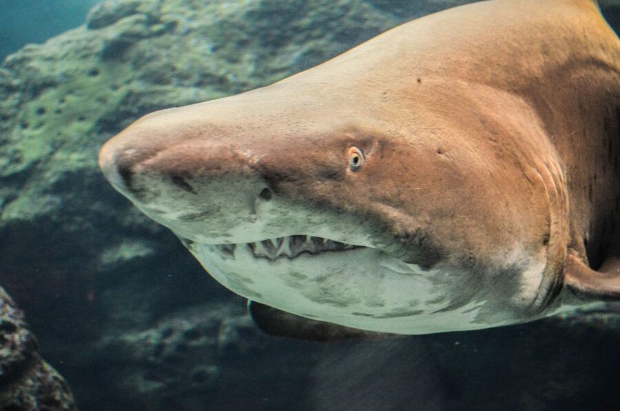 Crete: Heraklion Center, Local Market and Creta Aquarium - A smart half-day match: city sights plus Cretaquarium