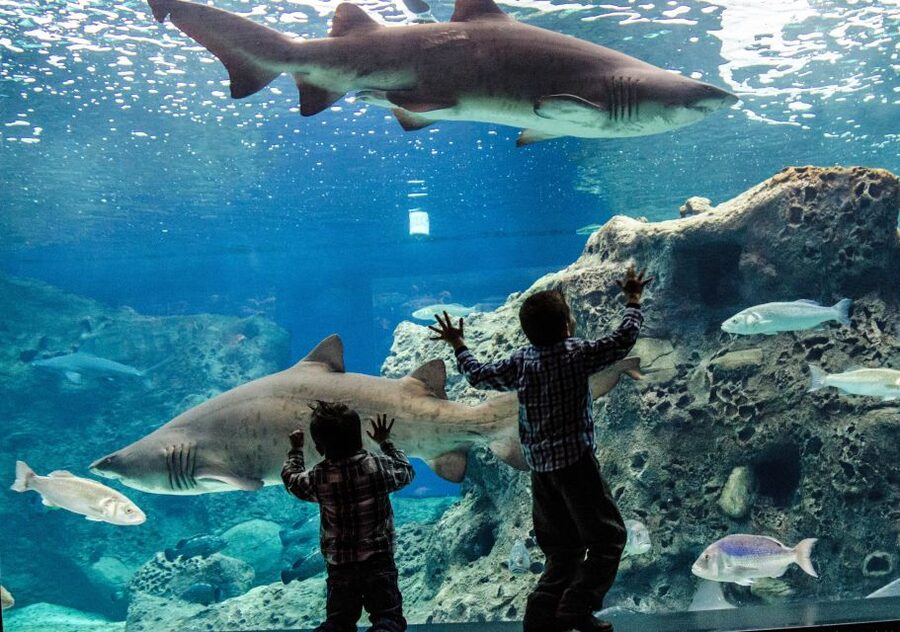 Crete: Heraklion Center, Local Market and Creta Aquarium - Free time in Heraklion: shopping, street food, and market browsing