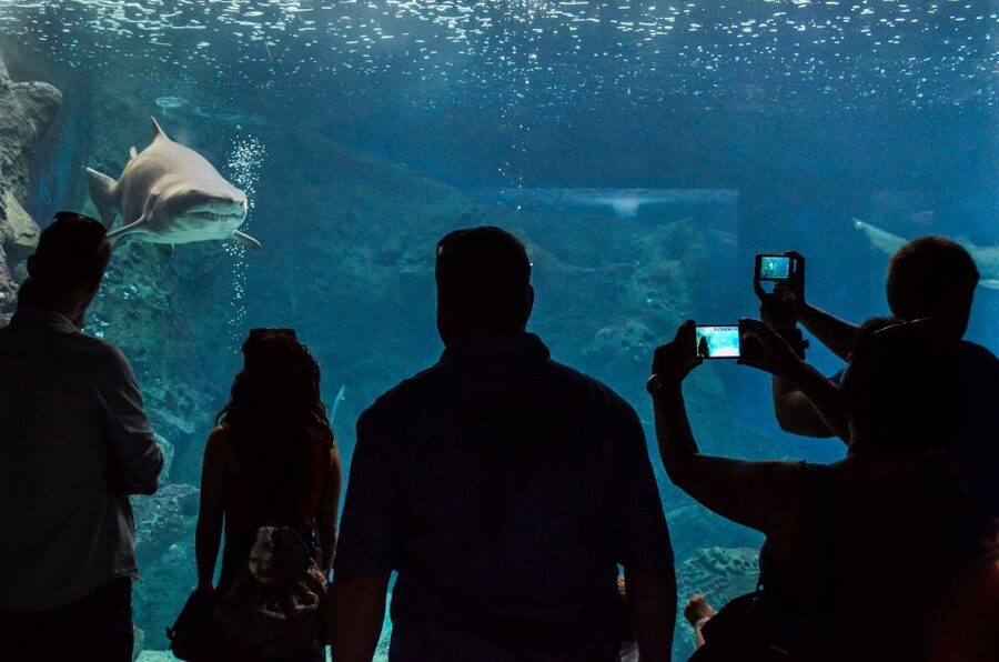 Crete: Heraklion Center, Local Market and Creta Aquarium - Price reality: $23 tour price plus aquarium admission and your lunch