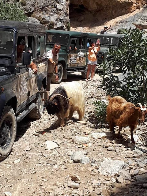 Crete: Jeep Safari Wine & Olive Oil testing Shepherd's House - Avdou Village: Guided Visit, Shopping, and Food Tasting
