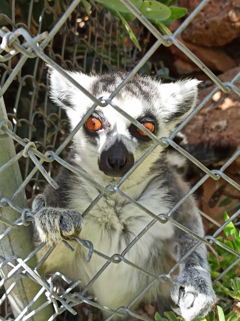 Crete: Milatos Cave Amazonas Zoo Park Jeep Safari Tour - Amazonas Park plus off-road goat-and-sheep country