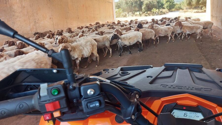 Crete: Off-Road Quad Safari with Lunch/Dinner - The Push Back Into Dirt: More Off-Road and a Motocross-Style Track