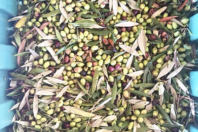 Crete: Olive Oil, Soap, Wine, Raki - Flavorful Culinary Journey - Stop 1: A family-run olive mill and the taste test that matters