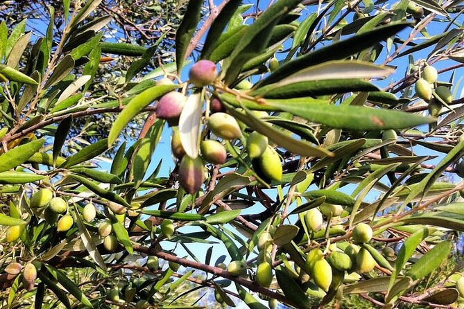 Crete: Olive Oil, Soap, Wine, Raki - Flavorful Culinary Journey - Soap workshop: why olive oil becomes something totally different
