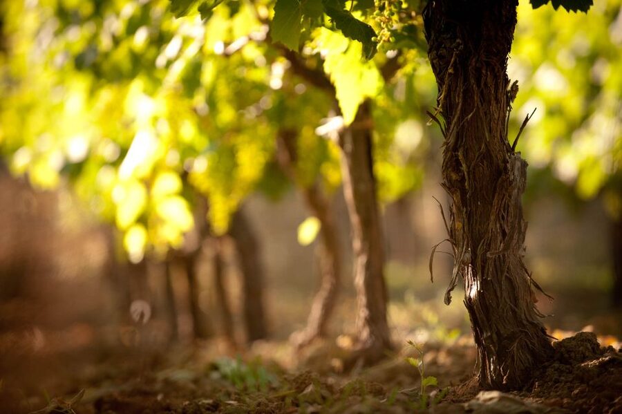Crete: Olive, Wine, & Raki on a Flavorful Culinary Journey - Olive Oil Tasting: What to Pay Attention To