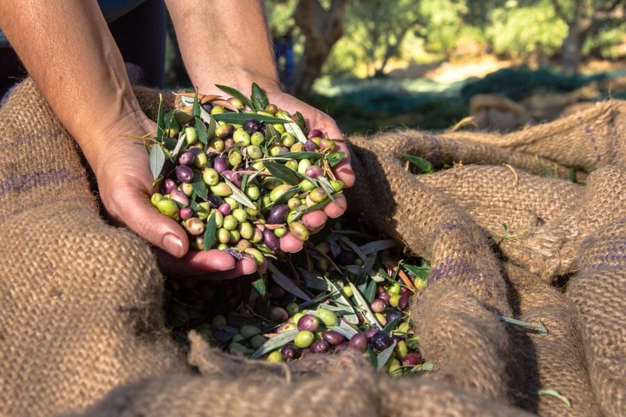 Crete: Olive, Wine, & Raki on a Flavorful Culinary Journey - Comfort and Timing: How the 6.5 Hours Stay Pleasant