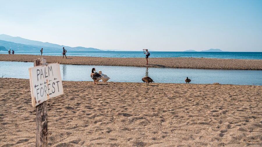 Crete: Preveli Tropical Beach and Palm Forest - Price and value: is $46.30 a fair deal?