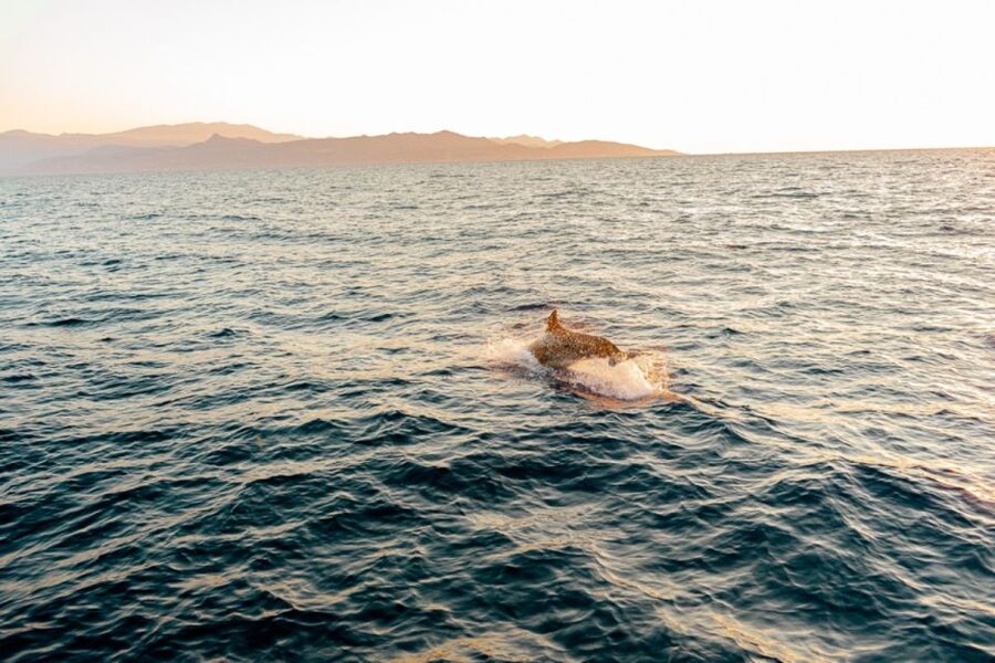 Dia Island: Semi-Private Full Day Sailing Trip with meal - Sailing Time on the Way Back: Relax or Help With the Work