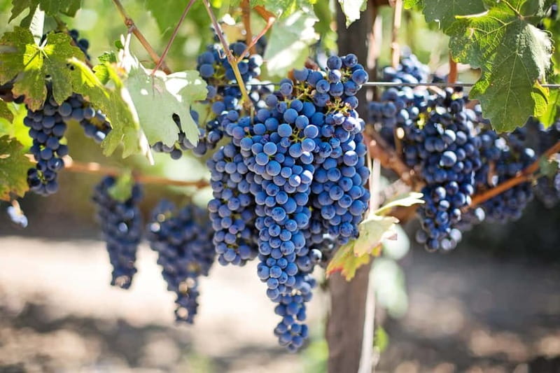 Discover Taste of Crete: Guided Winery Tour and Tastings - Stop 1: Domaine Paterianakis and the organic-family feel