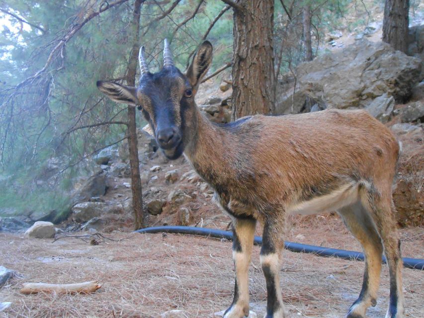 From Agia Galini/Matala: Samaria Gorge Hiking Tour - Getting from Agia Galini or Matala to Omalos: the long-day reality