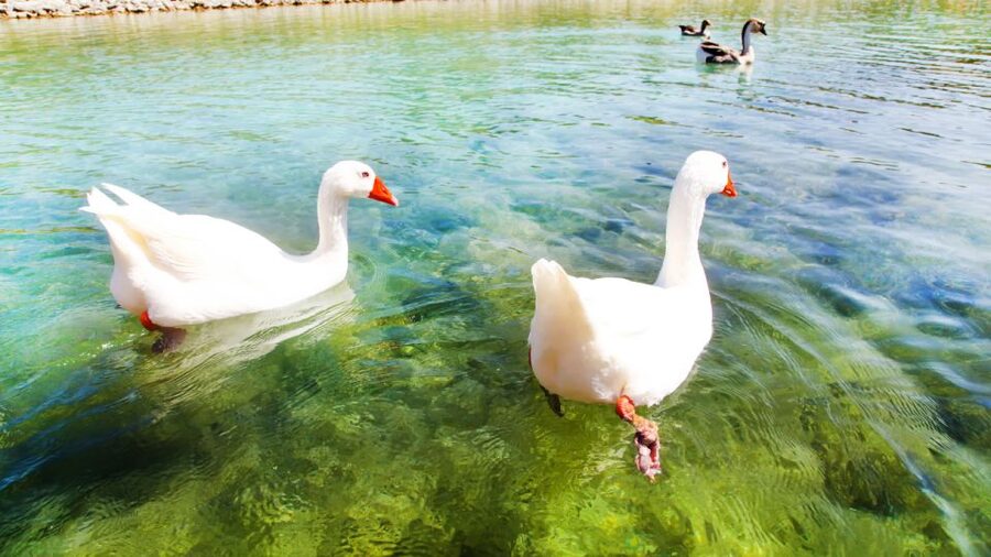 From Heraklion: Chania Town, Kournas Lake, and Rethymno Tour - Rethymno old town: the calm, photogenic finish