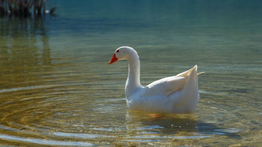 From Heraklion: Chania Town, Kournas Lake, and Rethymno Tour - Weather and packing: what to bring so the day stays fun