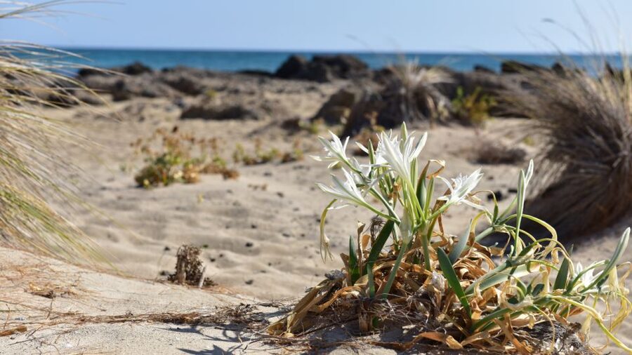 From Heraklion: Elafonisi Beach Day Tour with Pickup - Should You Book the Elafonisi Day Tour?