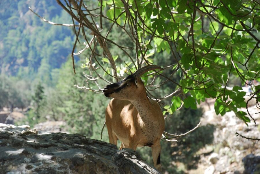 From Heraklion: Imbros Gorge and Libyan Sea Guided Day Trip - Getting from Heraklion area to the White Mountains: early pickup and long riding