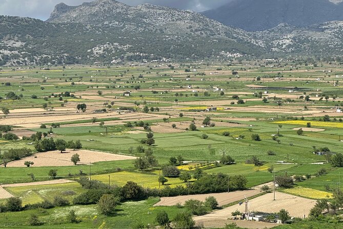From Heraklion Private Day Tour Knossos-Lassithi Plateau - Omalia Olive Press: olive oil tasting that actually teaches you