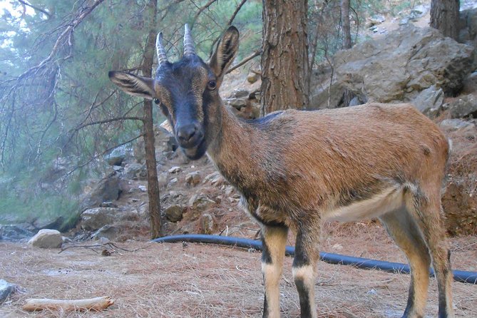 Full Day Samaria Gorge 10-Mile Walking Tour - The Guide Factor: Support on a Hard Terrain Day