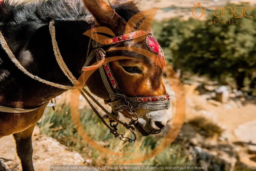 Full-Day Tour:Lasithi Plateau -Mythology Park&Knossos Palace - How this 7.5-hour loop fits folklore lovers