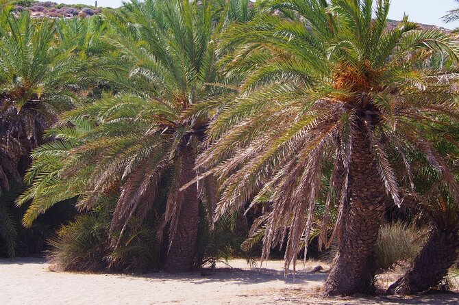 Full-Day Tour to Vai Palm Beach, Toplou Monastery, and Sitia Town - Price and Value: What $58.07 Actually Covers