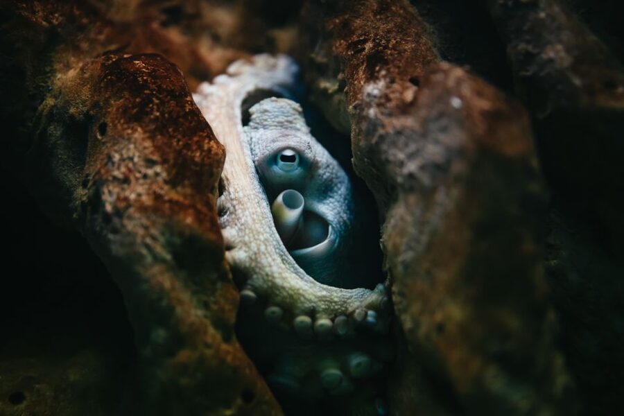 Heraklion Area: CRETAquarium Admission Ticket - CRETAquarium in the THALASSOKOSMOS park: more than fish to look at