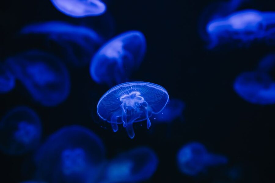 Heraklion Area: CRETAquarium Admission Ticket - Your 1-day ticket plan: how to pace it without feeling rushed