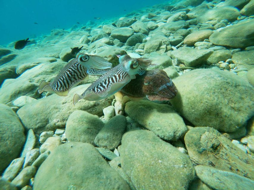 Heraklion: Beginner-Friendly Snorkeling Trip - Agia Pelagia Bay and Mononaftis Bay: where you’ll actually spend your time