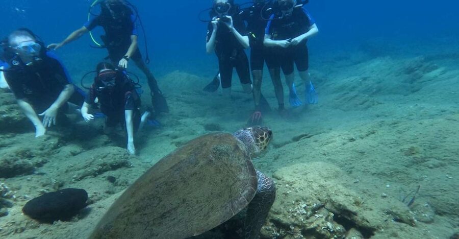 Heraklion: Beginner's intro dive w/2 Dives with transfer. - Key Highlights Worth Knowing