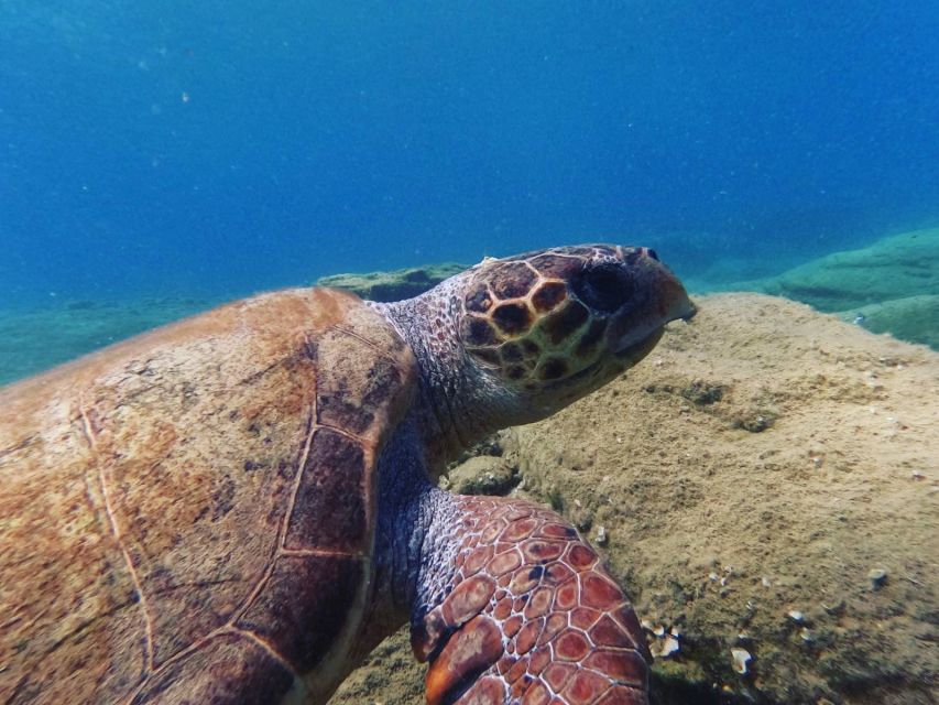 Heraklion: Beginner's intro dive w/2 Dives with transfer. - The 30-Minute Digital Theory Lesson (Safety Before Water)