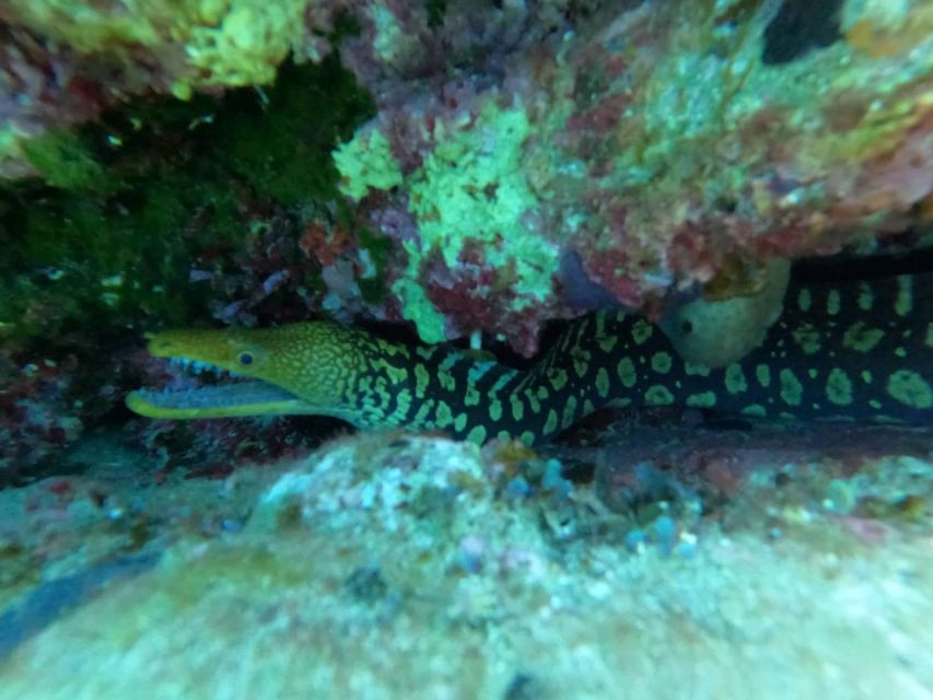 Heraklion: Beginner's intro dive w/2 Dives with transfer. - Two 45-Minute Underwater Sessions in Agia Pelagia