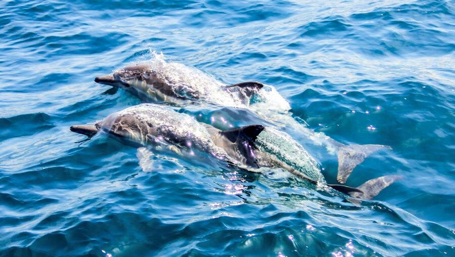Heraklion: Dia Island Sailboat Cruise with Swimming and Meal - Before you go: what to pack and what the crew will check