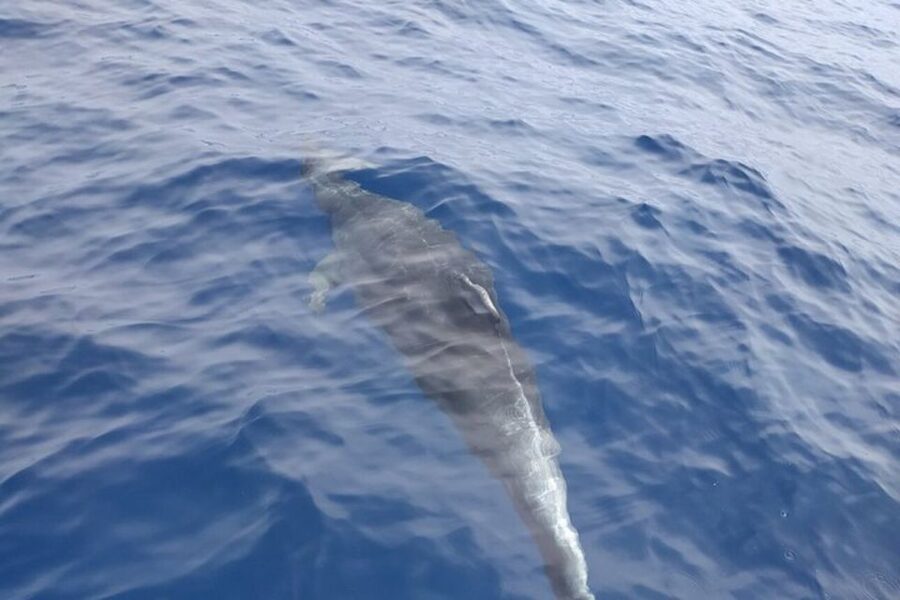 Heraklion: Nature Reserve Dia Island Full-Day Cruise & Lunch - A day on Dia Island starts with calm sailing from Heraklion