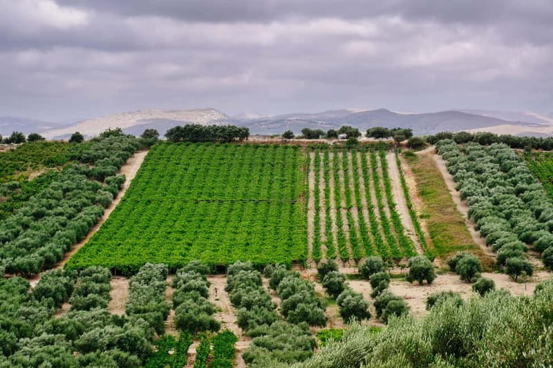 Heraklion: Private Food and Wine Tour with a local Sommelier - Why Peza is perfect for a wine day from Heraklion