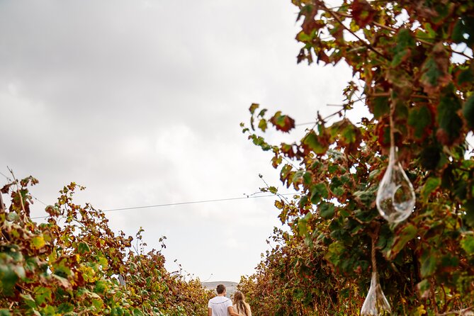 Heraklion Private Half-Day Gastronomy Diaries Experience in Lyrarakis Winery - The pacing: how the guide keeps wine tasting from feeling like homework