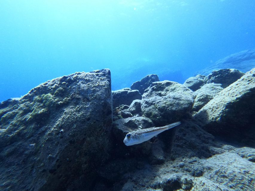 Heraklion: Try Scuba Diving For Beginners (1 dive) - Gear, Pickup, and Small-Group Logistics in Heraklion