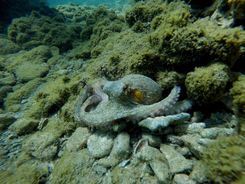 Heraklion: Try Scuba Diving For Beginners (1 dive) - Language Support: How You’ll Get Instructions Without Guesswork