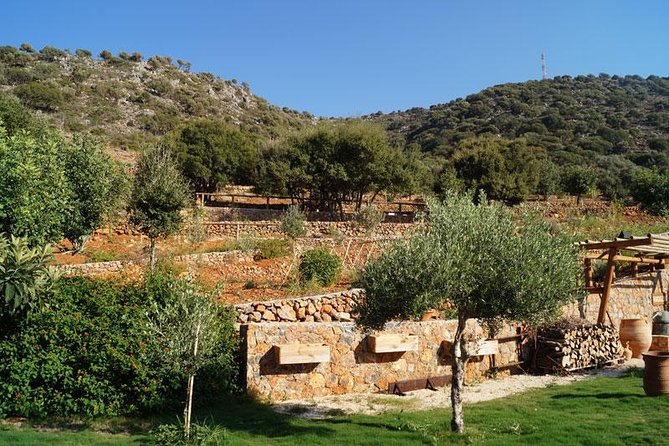 Olive Mill Festival - What You Learn: Oil, Honey, and Olive Soap in Real Time