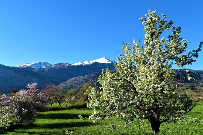Private Tour-Authentic Villages of Lasithi Olive Oil and Wine - Tzermiado and wood-oven lunch at Restaurant Tzanakis Michael