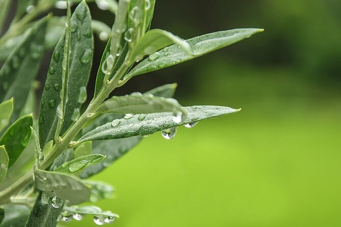 Private Traditional Olive Grove and Dragon Fruit Farm Tour - Start Here: Finding Evangelismou 135 in Heraklion