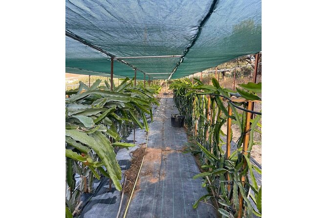 Private Traditional Olive Grove and Dragon Fruit Farm Tour - The Tasting That Turns a Walk into a Meal