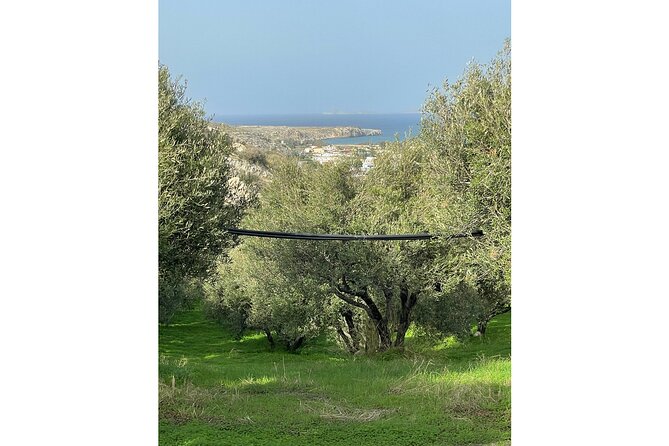 Private Traditional Olive Grove and Dragon Fruit Farm Tour - Weather, Comfort, and Simple Planning Tips