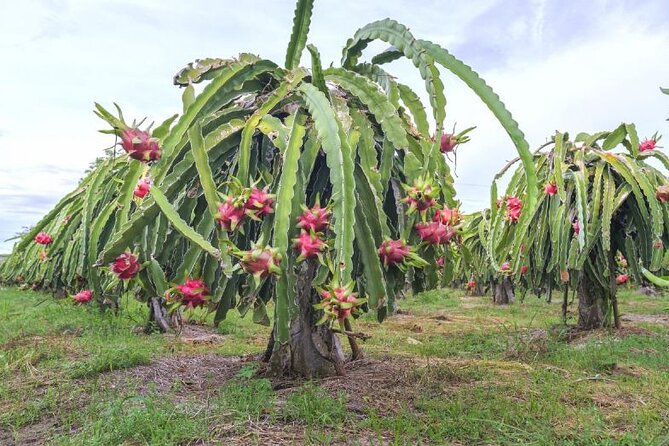 Private Traditional Olive Grove and Dragon Fruit Farm Tour - Should You Book the Private Olive Grove and Dragon Fruit Farm Tour?