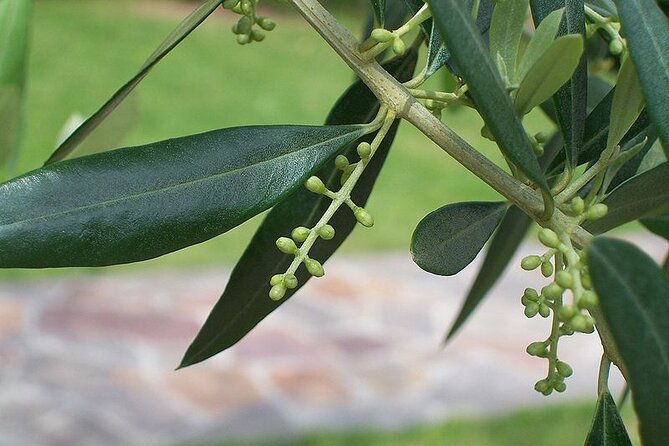 Private Traditional Olive Grove and Dragon Fruit Farm Tour - Stop 1 on the Farm: Olive Trees, Snails, and Dragon Fruit