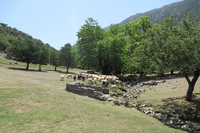 Private Trekking Rouvas Gorge - The full route: Lake of Zaros to Rouvas Forest and Agios Nikolaos