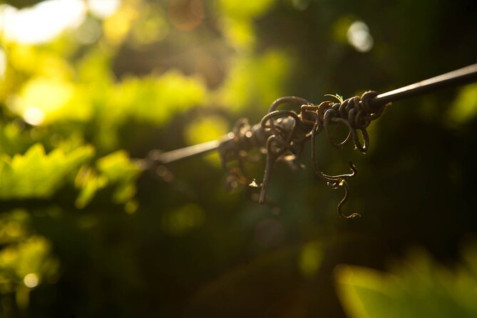 Private Wine Tour at Peza Valley - 2 Wineries and Lunch at Peza - Stop 2: Lyrarakis Winery in Alagni and why the second stop matters