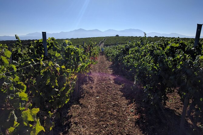 Private Wine Tour at Peza Valley - 2 Wineries and Lunch at Peza - Ten wines, indigenous grapes, and how to taste like you mean it